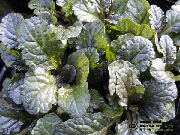 BUGLE - AJUGA PURPUREA 'GIANT' (Ajuga reptans)