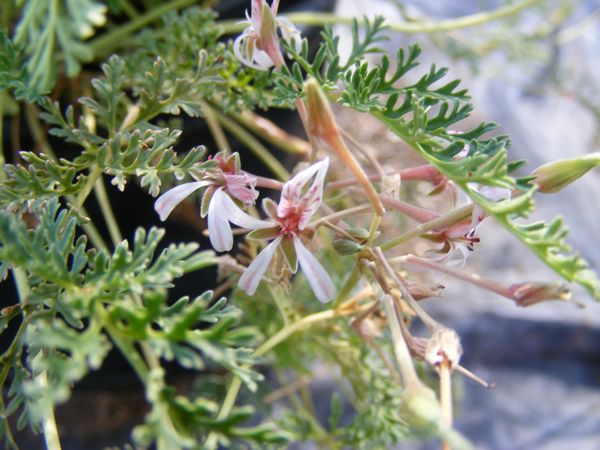 GERANIUM - FALSE FUMITORY STORKSBILL (Pelargonium pseudofumarioides)