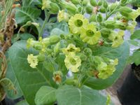 Nicotiana rustica