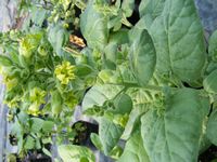 Nicotiana rustica
