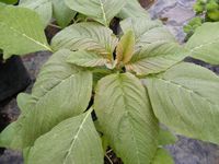 Amaranthus cruentas