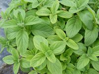 Mentha arvensis 'Banana' 