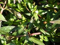 Eclipta prostrata