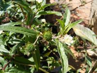 Eclipta prostrata