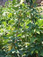 Vigna unguiculata subsp sesquipedalis