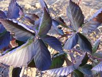 Rubus fruticosus