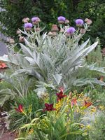 Cynara cardunculus