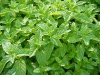 Mentha haplocalyx