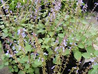 Plectranthus parviflorus