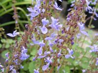Plectranthus parviflorus