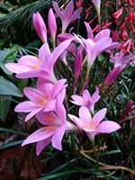 Zephyranthes rosea