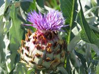 Cynara cardunculus