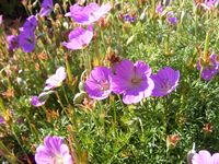 Geranium incanum