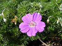 Geranium incanum