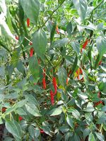 Capsicum annuum