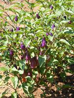 Capsicum annuum 'longum group'