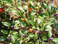 Capsicum annuum 'longum group'