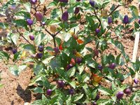 Capsicum annuum 'longum group'