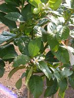 Citrus lemon 'Eureka'