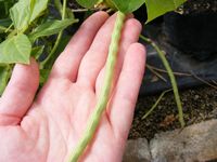 Vigna unguiculata Vigna unguiculata