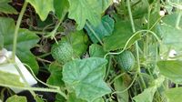 Melothria scabra