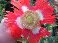 Papaver somniferum Papaver somniferum