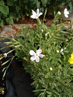 Silene capensis Silene capensis