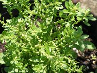 Chenopodium ambrosioides