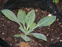 Oenothera biennis