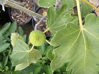 Ficus carica 'White Genoa'