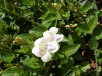 Ayestasia gangetica