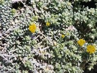 Helichrysum cymosum 