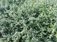 Helichrysum cymosum 