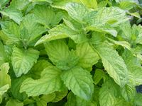 Mentha x piperita 'Grapefruit'