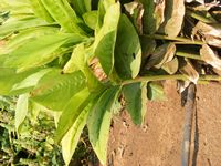 Alpinia galanga