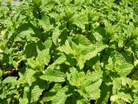 Mentha spicata Mentha spicata