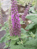 Teucrium hircanicum Teucrium hircanicum