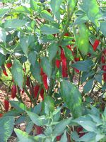 Capsicum annuum