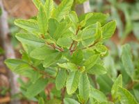 Catha edulis 
