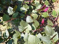 Lablab purpureus