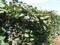 Lablab purpureus
