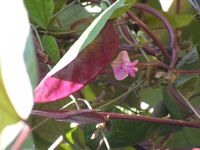 Lablab purpureus