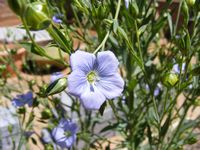 Linum usitatissimum Linum usitatissimum