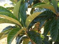 Eriobotrya japonica Eriobotrya japonica