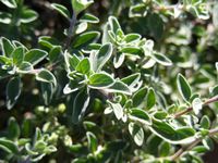 Origanum x majoricum