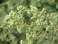 Origanum x majoricum
