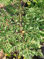Moringa oleifera Moringa oleifera