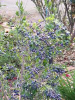 Myrtus communis
