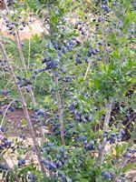 Myrtus communis