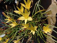 Zephyranthes primulina 